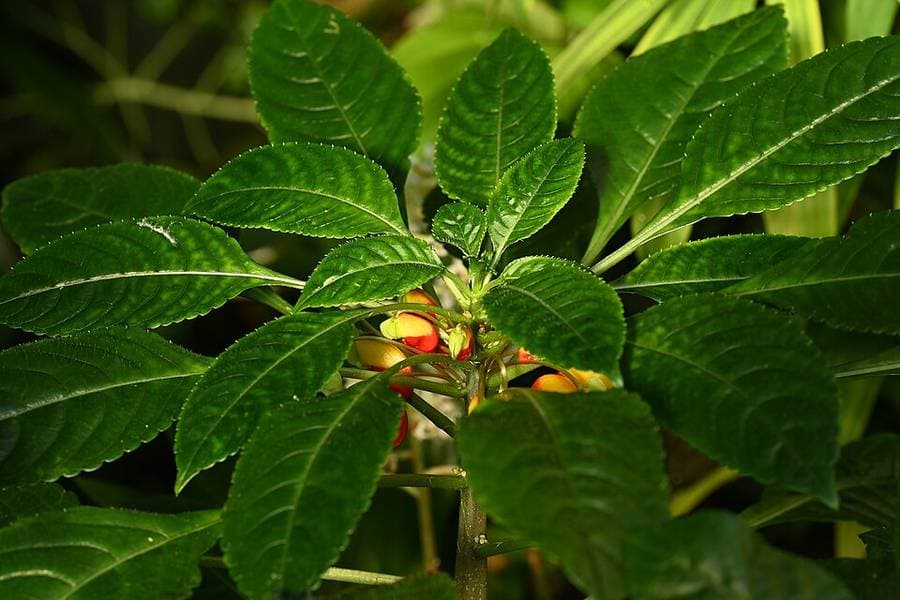 Fleurs rouges et jaunes d'Impatiens niamniamensis, cultivée sous serre au jardin botanique de Berlin.