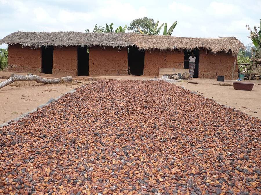 Fèves de cacao étalées au soleil sur une grande aire devant une maison en banco au toit de chaume, à Ziplignan