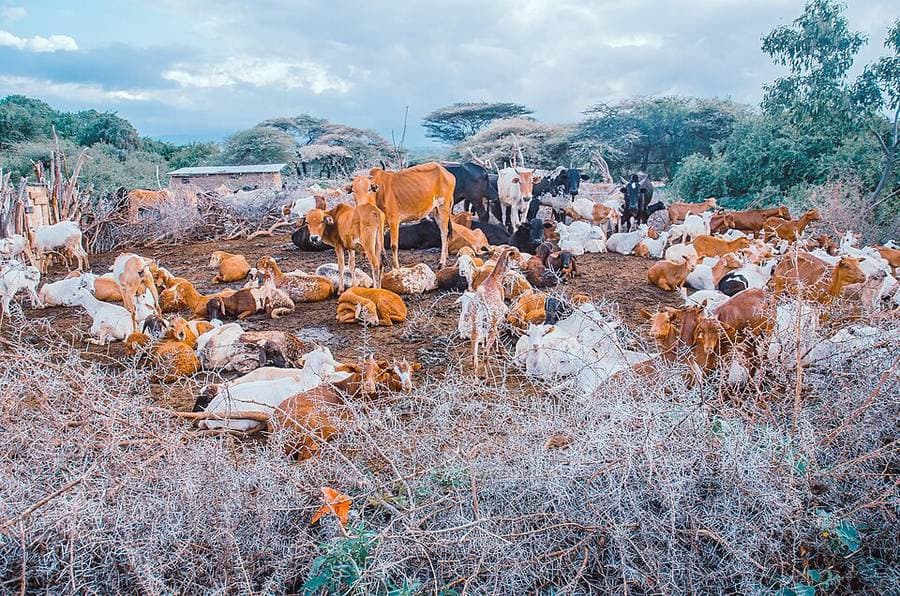 Des vaches et des chèvres couchées dans un enclos de branches épineuses, au pied d'acacias, en Tanzanie