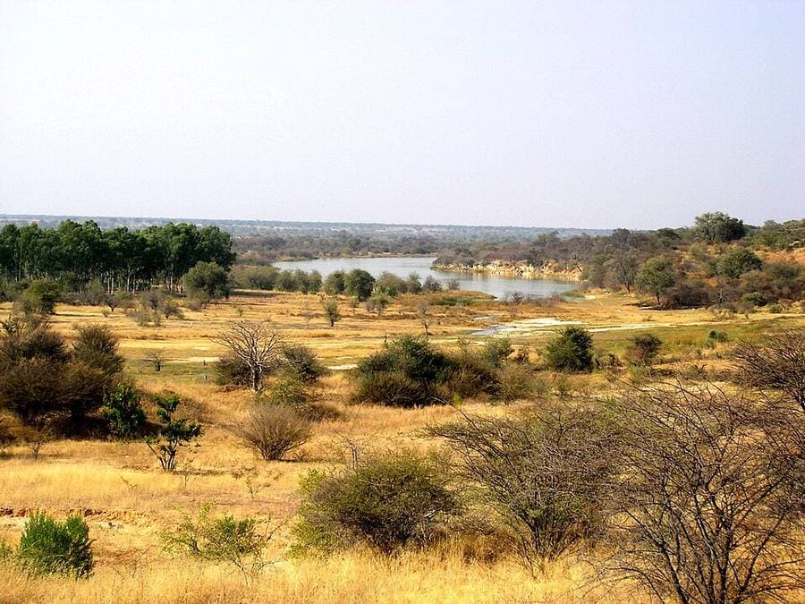 Un méandre du fleuve Okavango au milieu d'une savane sèche aux herbes dorées