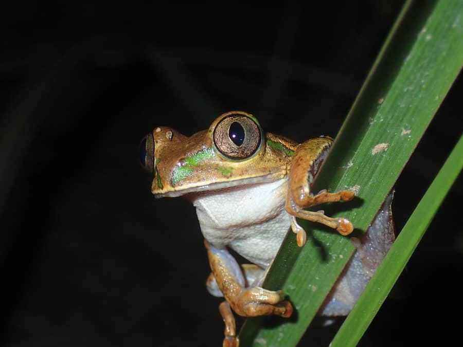 Une rainette sur une feuille, de nuit, en République démocratique du Congo : la grenouille dont parle le proverbe.